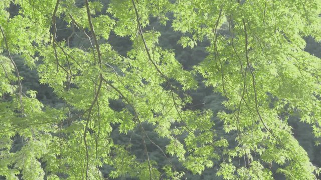 京都嵐山の風に揺れるかえでの木　京都　日本