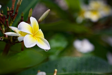 Obraz premium Plumeria flower nature 