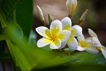 Plumeria flower nature 