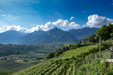 Fototapeta na wymiar Südtirol Aussicht Weinberge