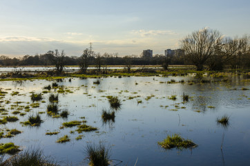 Flooded marshland are part of the floor plains of The River Kennet in Reading, UK.