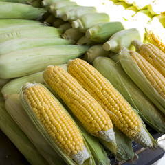Corn on a cob for sale at green market, Belgrade, Serbia