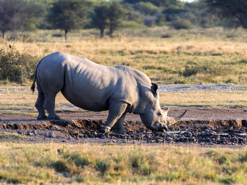 Southern White rhinoceros, Ceratotherium simum simum, female with baby going to waterhole in Botswana