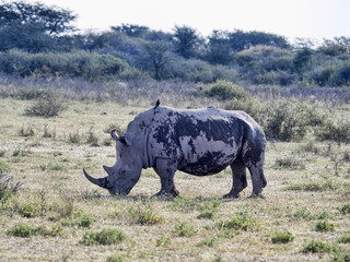 Obraz premium Southern White rhinoceros, Ceratotherium simum simum, on Botswana pasture