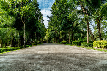 Road in the park