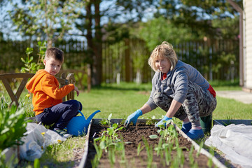 Caucasian woman handling plants at kitchen-garden. Her son helping her watering plants. © Artem