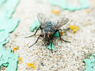 Diptera Meat Fly Insect On Rock Wall