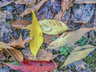 Autumn leaves forest floor