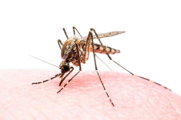 Yellow Fever, Malaria or Zika Virus Infected Mosquito Insect Bite Isolated on White Background