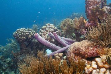 Caribbean coral reef