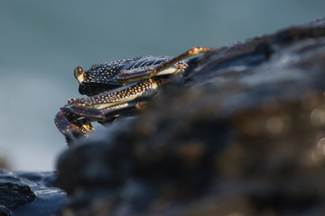 Crab