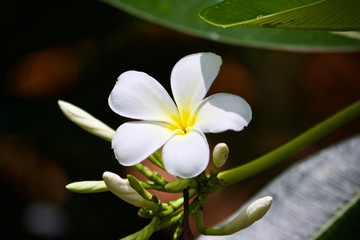 Obraz premium Plumeria flower nature 