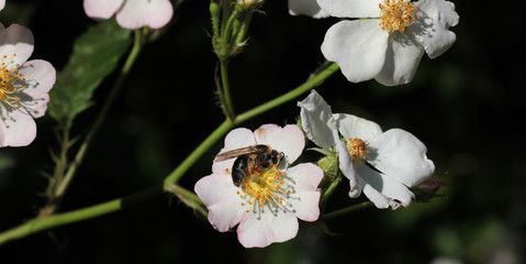 Sandbiene auf Wildrose