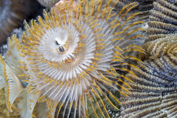 Caribbean coral reef