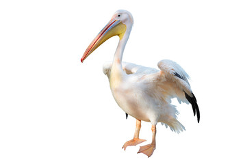 White pelican with big yellow peak neb cleans up wing