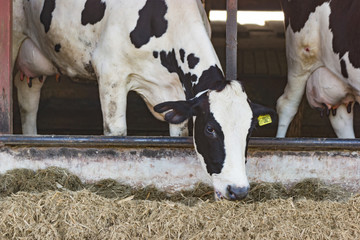 Cows on a farm and herd of cows eating hay in cowshed on dairy farm
