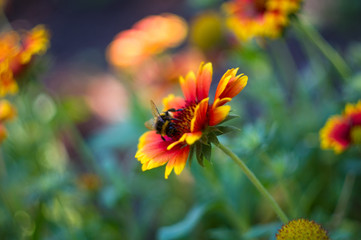 pollination by bees colorful flowers Gaillardia in the garden