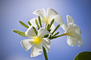 Plumeria flower nature 