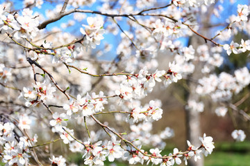 Branches of blossoming fruit tree on blurred background