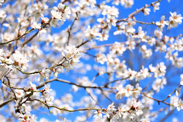 Branches of blossoming fruit tree on blurred background