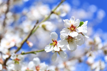 Branch of blossoming fruit tree on blurred background