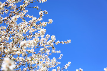 Branches of blossoming fruit tree on sky background