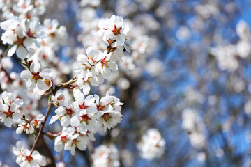 Branches of blossoming fruit tree on blurred background