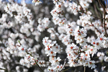Branches of blossoming fruit tree on blurred background