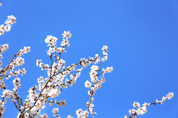 Branches of blossoming fruit tree on sky background