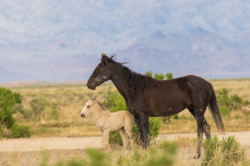 Obraz na płótnie Canvas Wild Horse Mare and Foal