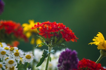 a bouquet of bright spring flowers of various types