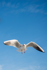 Single seagull flying in blue a sky