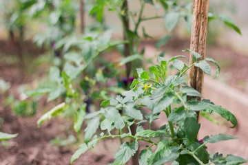 flowering tomato plants in the greenhouse