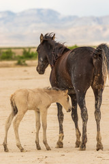 Wild Horse Mare and Foal