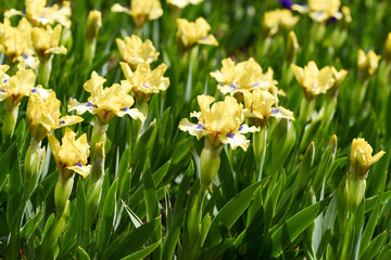 Spring flowering, beautiful yellow flowers, iris