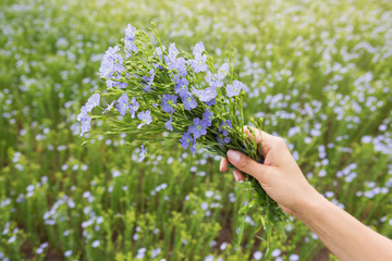 in a woman's hand a bouquet of plants of flowering flax, blue flowers, against the background of agricultural lands, the concept of nature, agriculture