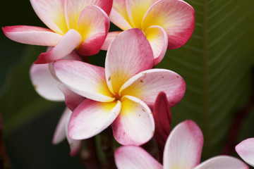 Plumeria flower nature 