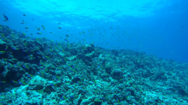 Massive school of anthias swims over coral reef, Yellowback Anthias - Pseudanthias evansi. Indian Ocean, Fuvahmulah island, Maldives, Asia
