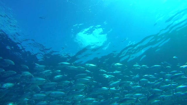 Massive school of bayads swims in the blue water over coral reef, Caranx sexfasciatus - Bigeye trevally, bigeye jack, great trevally, six-banded trevally and dusky jack. Indian Ocean, 
 Maldives 