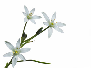 Fototapeta na wymiar Garden Star-of-Bethlehem flowers on the white background