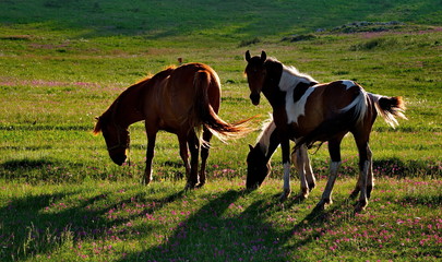 Russia. The South Of Western Siberia. Free pastures in the valleys of the Altai Mountains