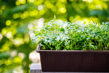 Fototapeta na wymiar Fresh green parsley on balcony. Healthy herbs for cooking.