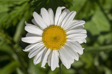 One white chamomile Matricaria white garden daisy blossoming on summer against the background of a green grass. Close up.
