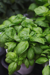 Green fresh basil in the pot. Summer market. Basil leaves