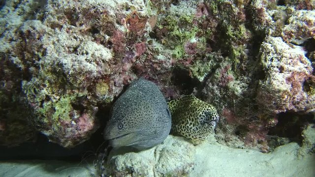 Two Morays with cleaner shrimp, Giant moray - Gymnothorax javanicus, Honeycomb Moray - Gymnothorax favagineus and Indian Ocean, Maldives, Asia
