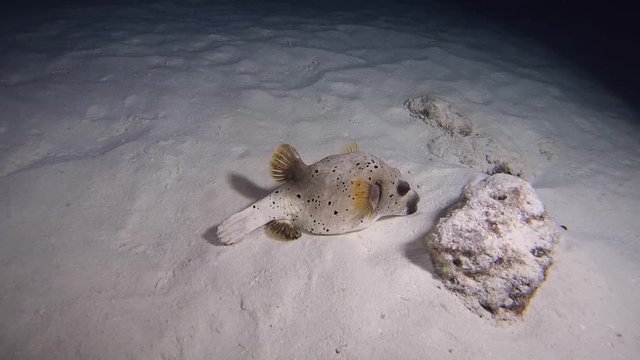 Blackspotted Puffer - Arothron nigropunctatus sleeps on a sandy bottom at night. Indian Ocean, Maldives, Asia

