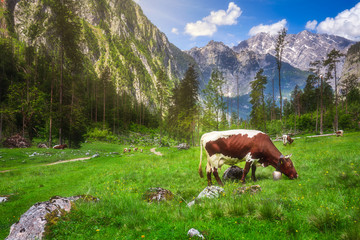 Fototapeta na wymiar Meadow with cows in Berchtesgaden National Park