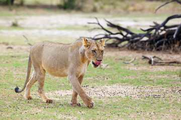 Fototapeta na wymiar Lioness (Panthera leo krugeri) is walking it the savanna and looking for the rest of the lion pride.