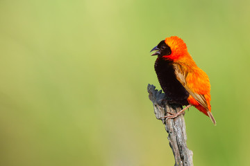 The southern red bishop or red bishop (Euplectes orix) sitting on the branch with green background. Red passerine at courtship.