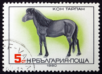 Postage stamp Bulgaria 1980 Tarpan, Arabian Horse